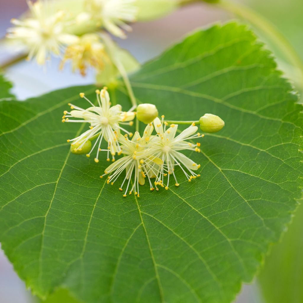 Tilia cordata - Tiglio selvatico (semi)