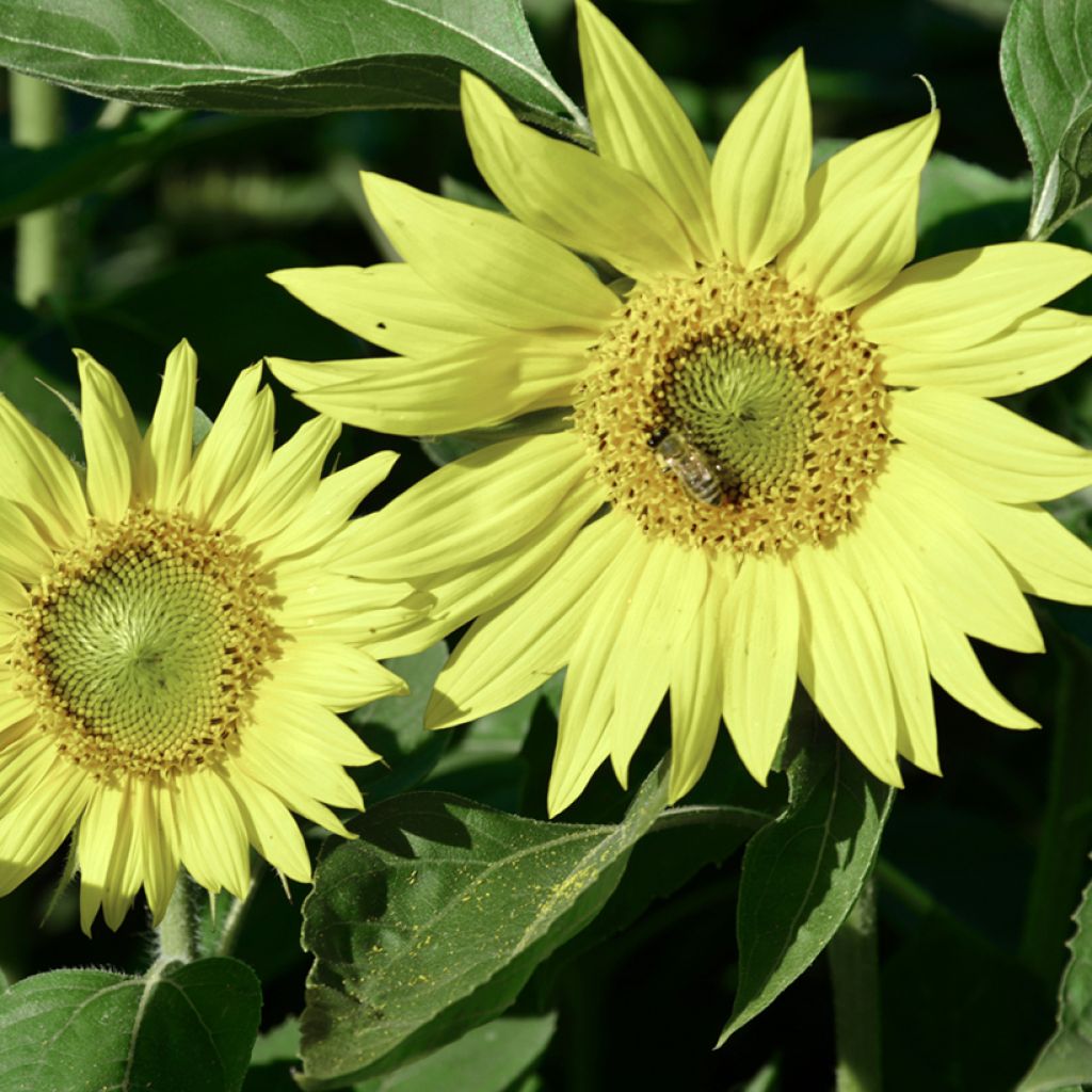 Girasole ornamentale Paquito Limon