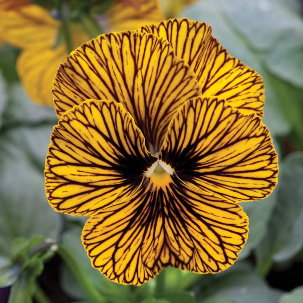 Viola cornuta Tiger Eye Yellow