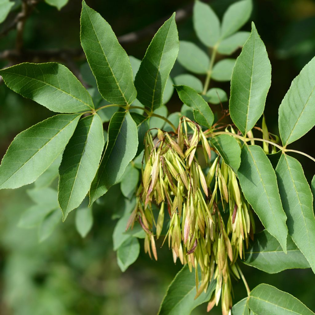 Fraxinus ornus (semi)