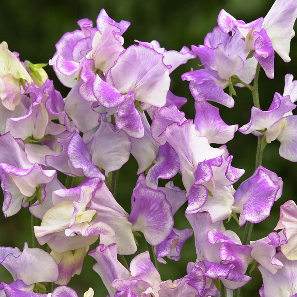 Lathyrus odoratus Spencer Pulsar (semi) - Cicerchia odorosa