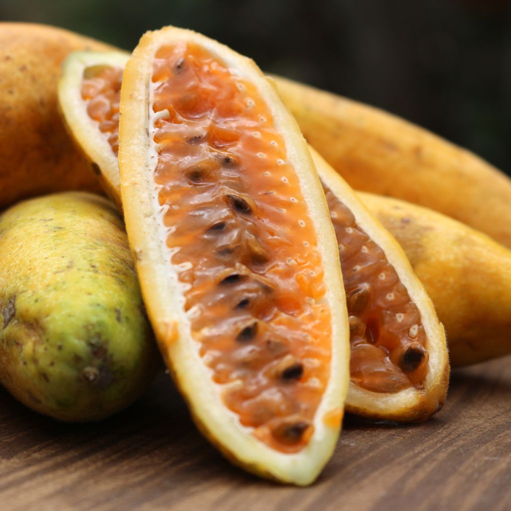 Passiflora mollissima - Banana passionfruit