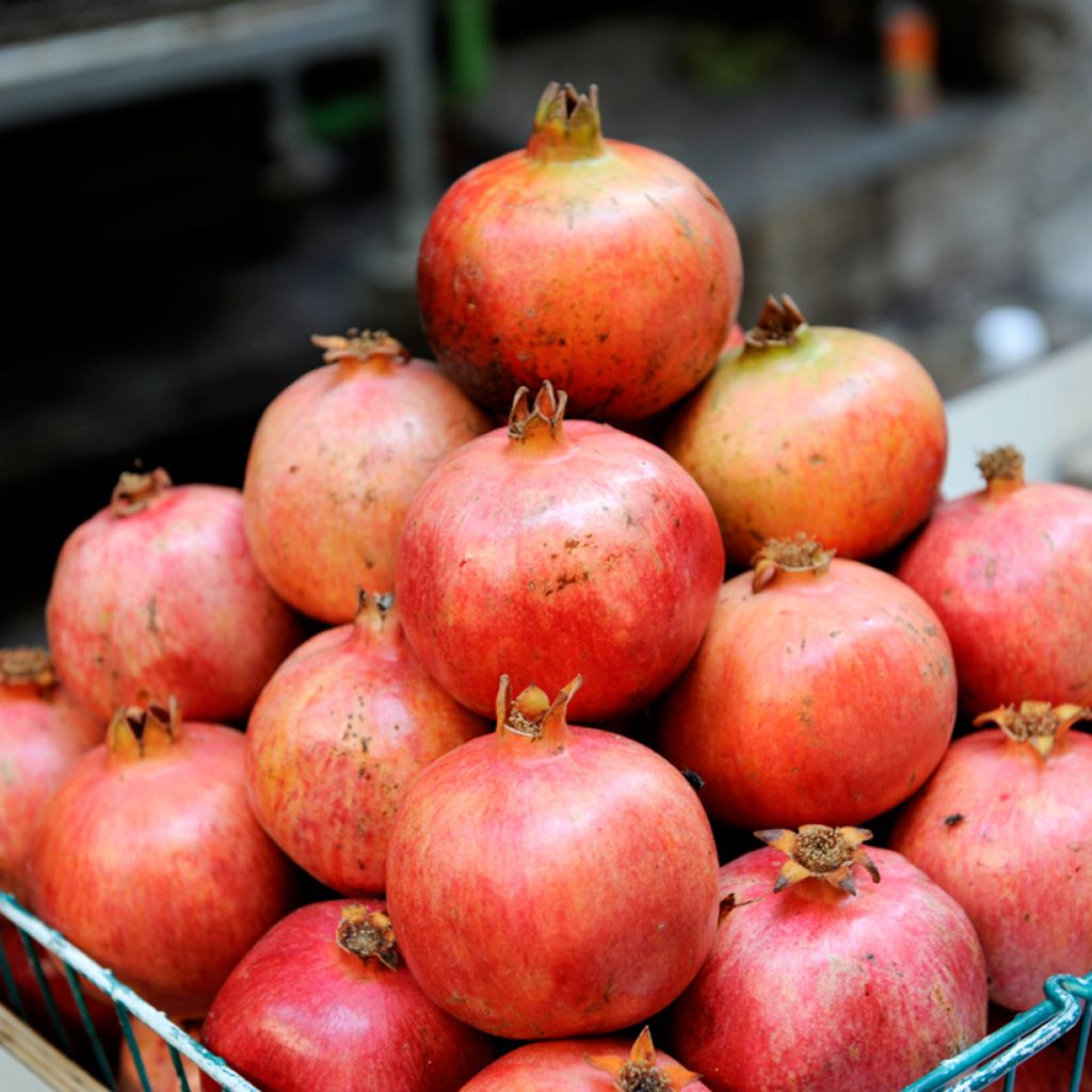 Punica granatum Acco - Melograno