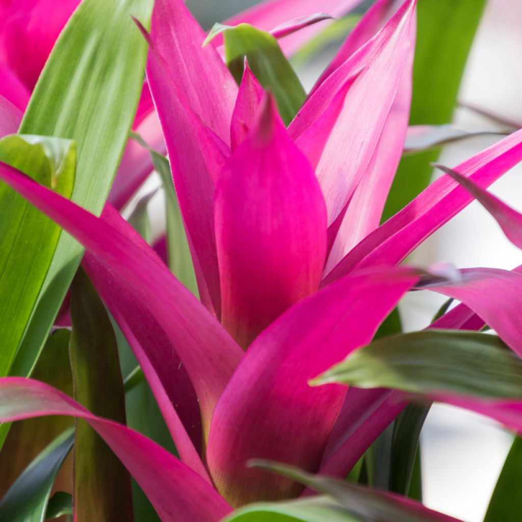 Guzmania Alerta