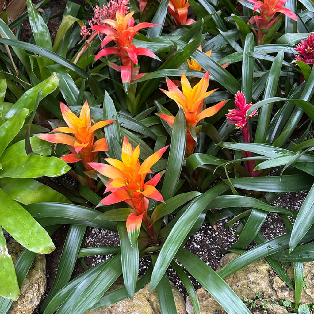 Guzmania Flava