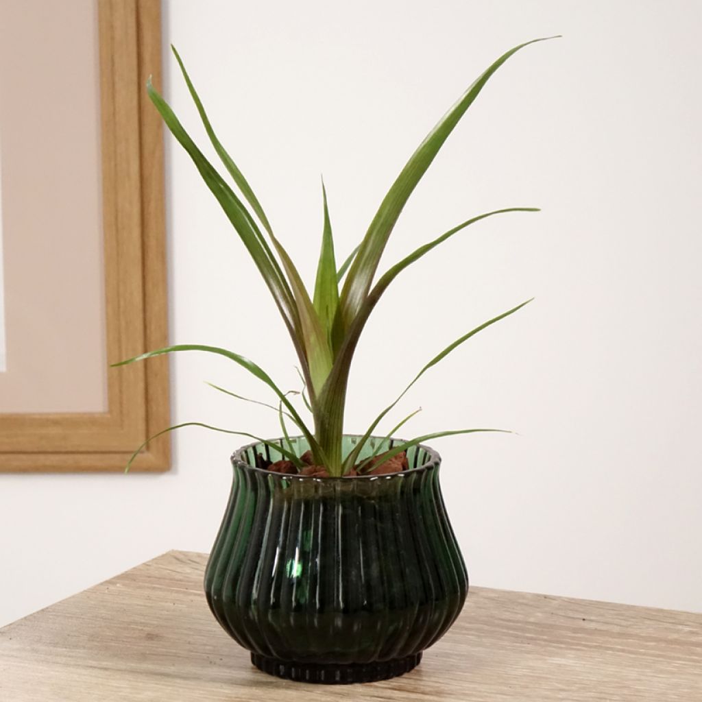 Guzmania Loja