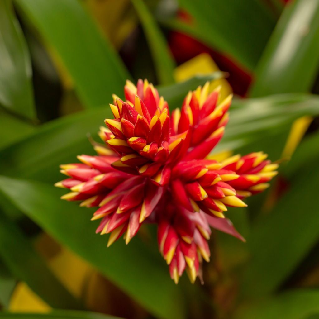 Guzmania Loja