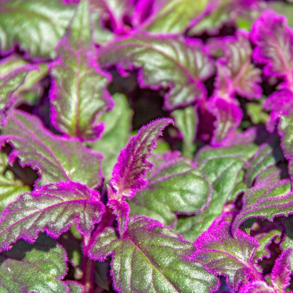 Gynura aurantiaca
