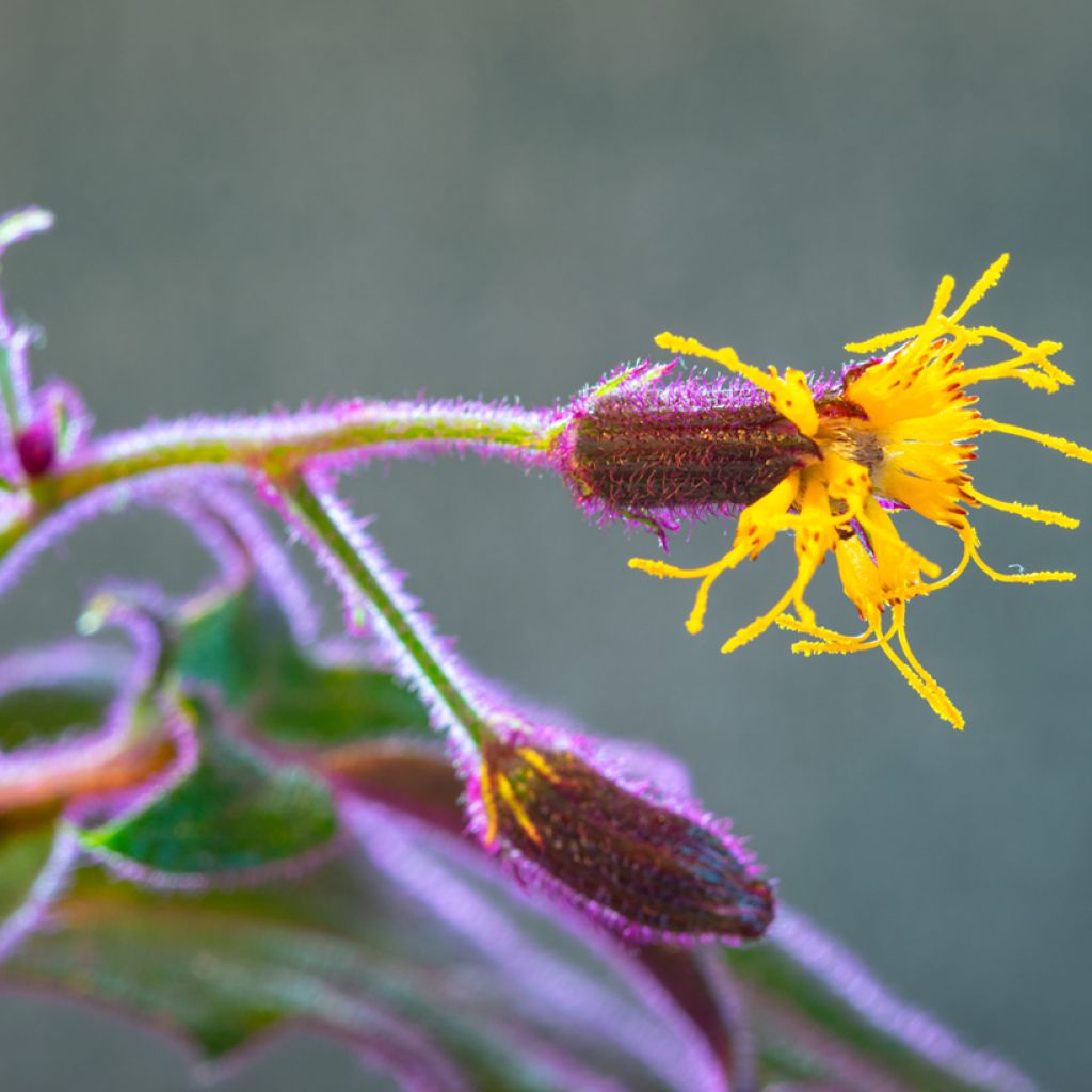 Gynura aurantiaca