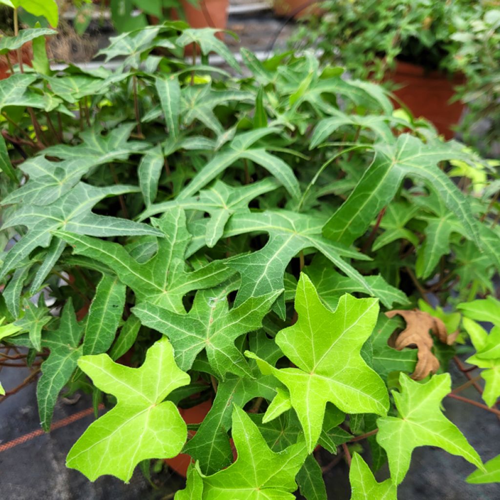 Hedera helix Courage - Edera