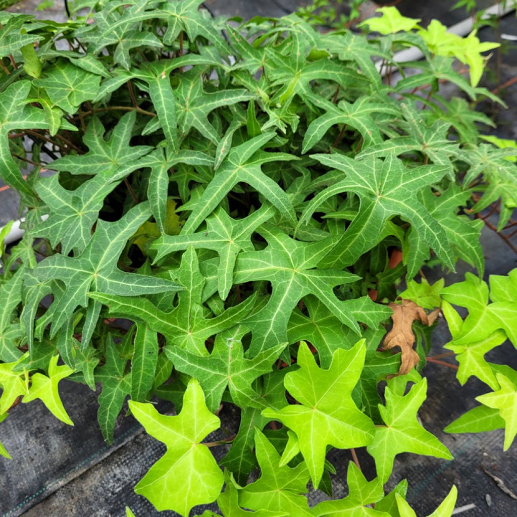 Hedera helix Courage - Edera