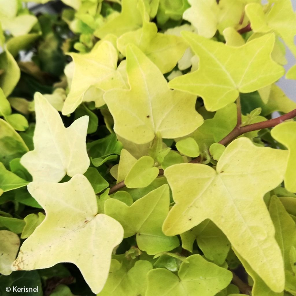 Lierre d'ornement - Hedera helix Jake