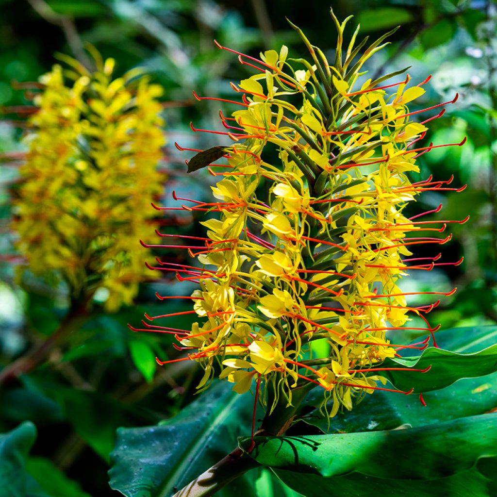 Hedychium gardnerianum - Longose en pot