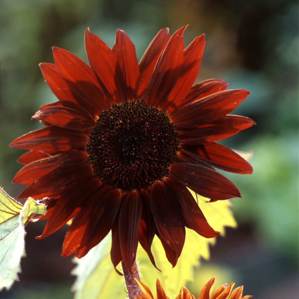 Girasole F1 Claret