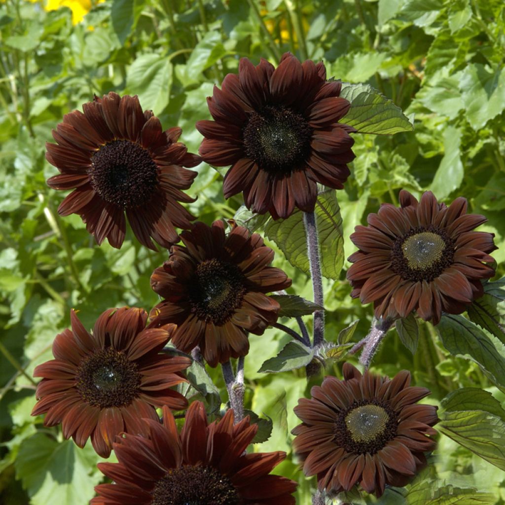 Girasole F1 Claret
