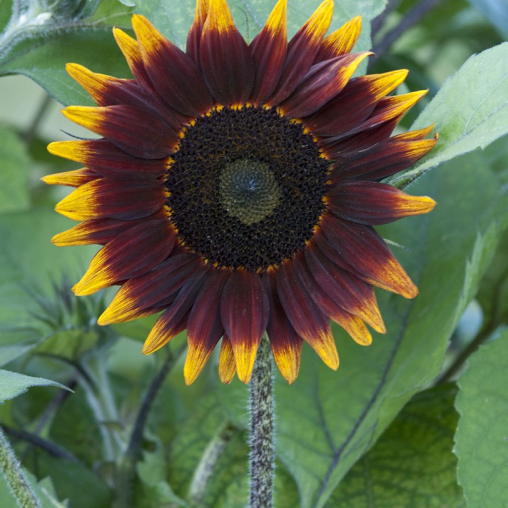 Girasole F1 Schock-o-Lat