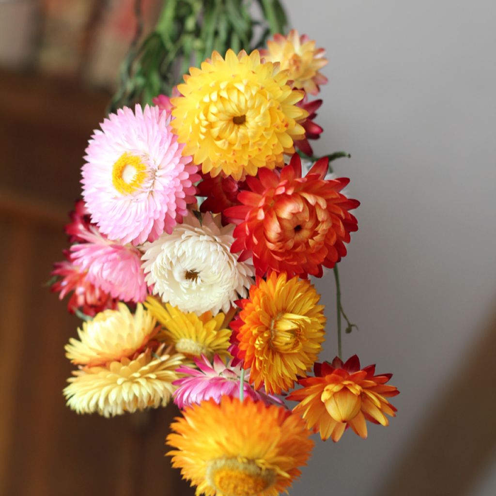 Helichrysum bracteatum monstrosum - Elicriso lucido