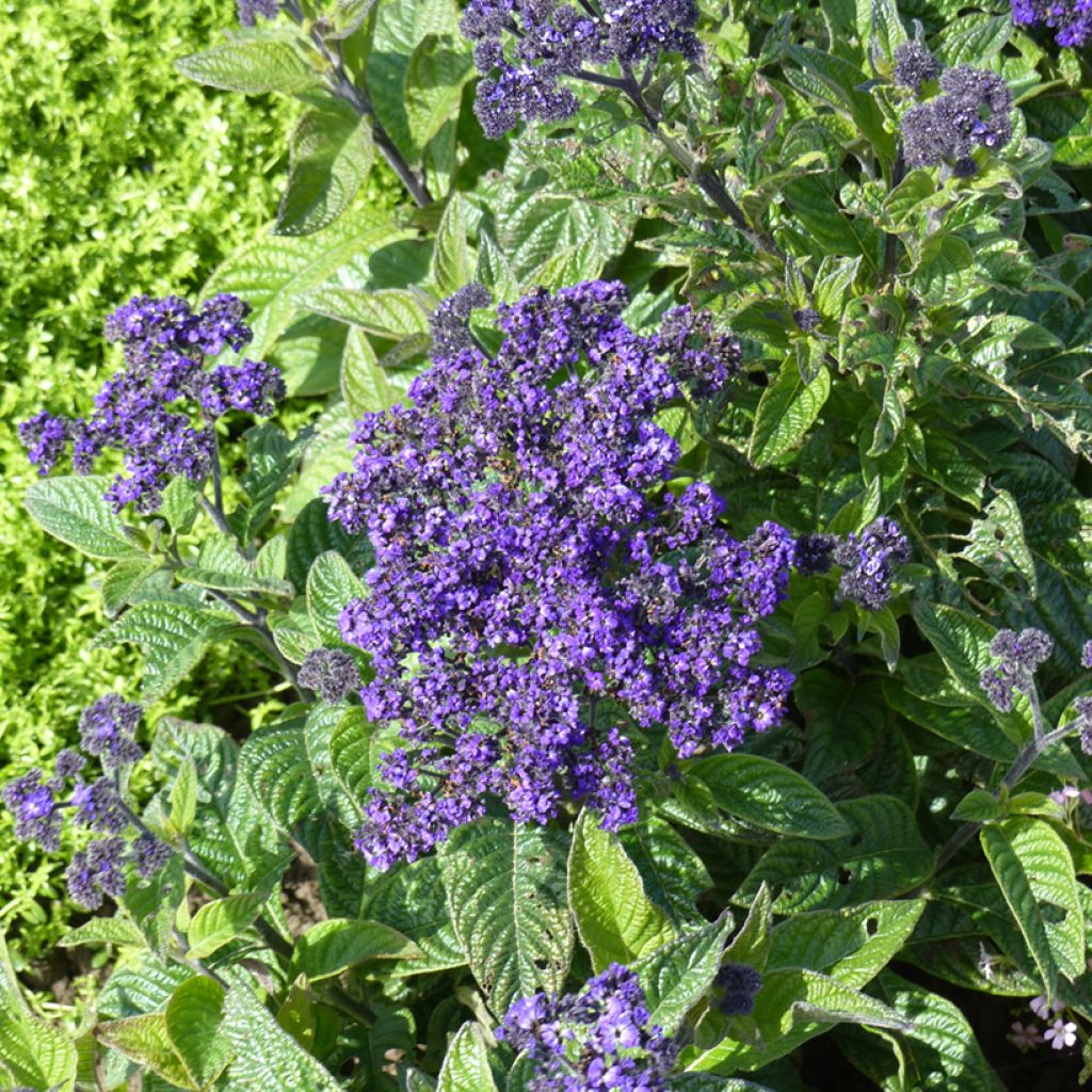 Heliotropium arborescens Marine (semi) - Eliotropio arbustivo