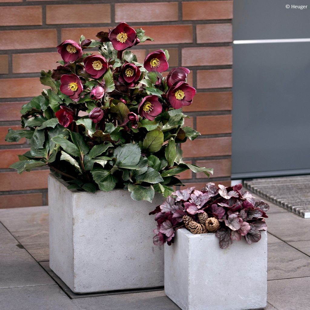 Helleborus Barolo - Elleboro