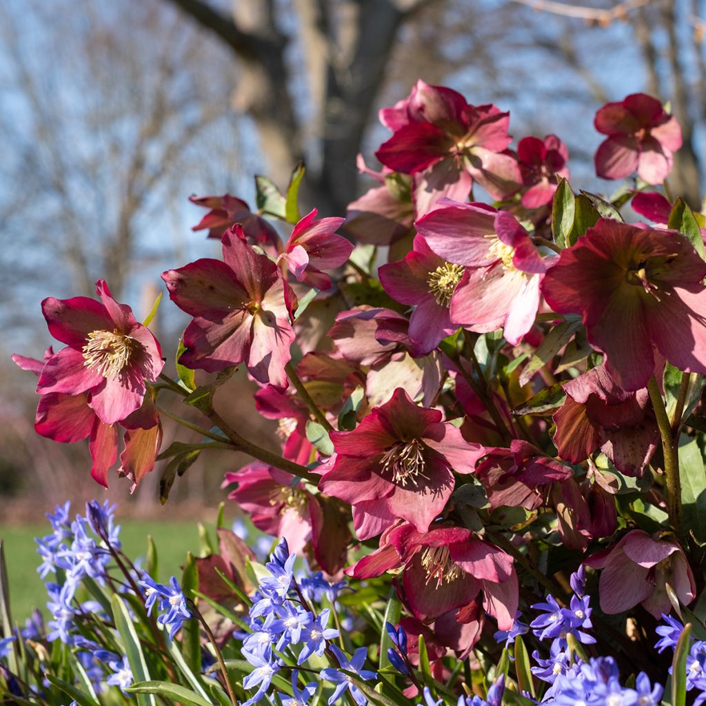 Helleborus Walberton's Rosemary - Elleboro