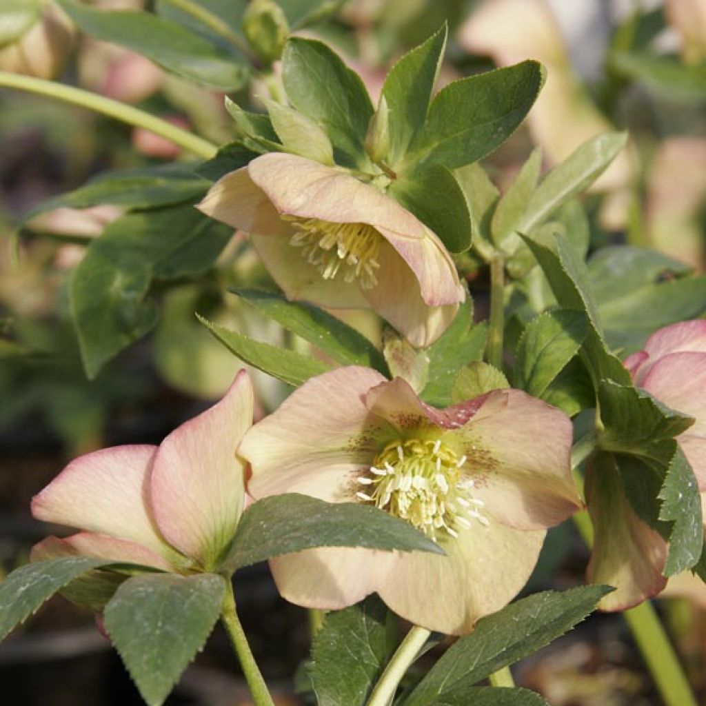 Helleborus nigercors Candy Love - Elleboro