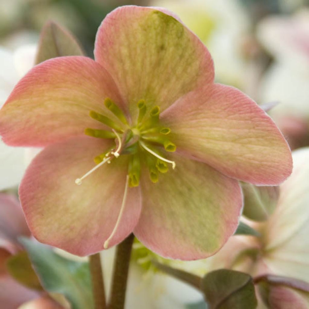 Helleborus nigercors Candy Love - Elleboro