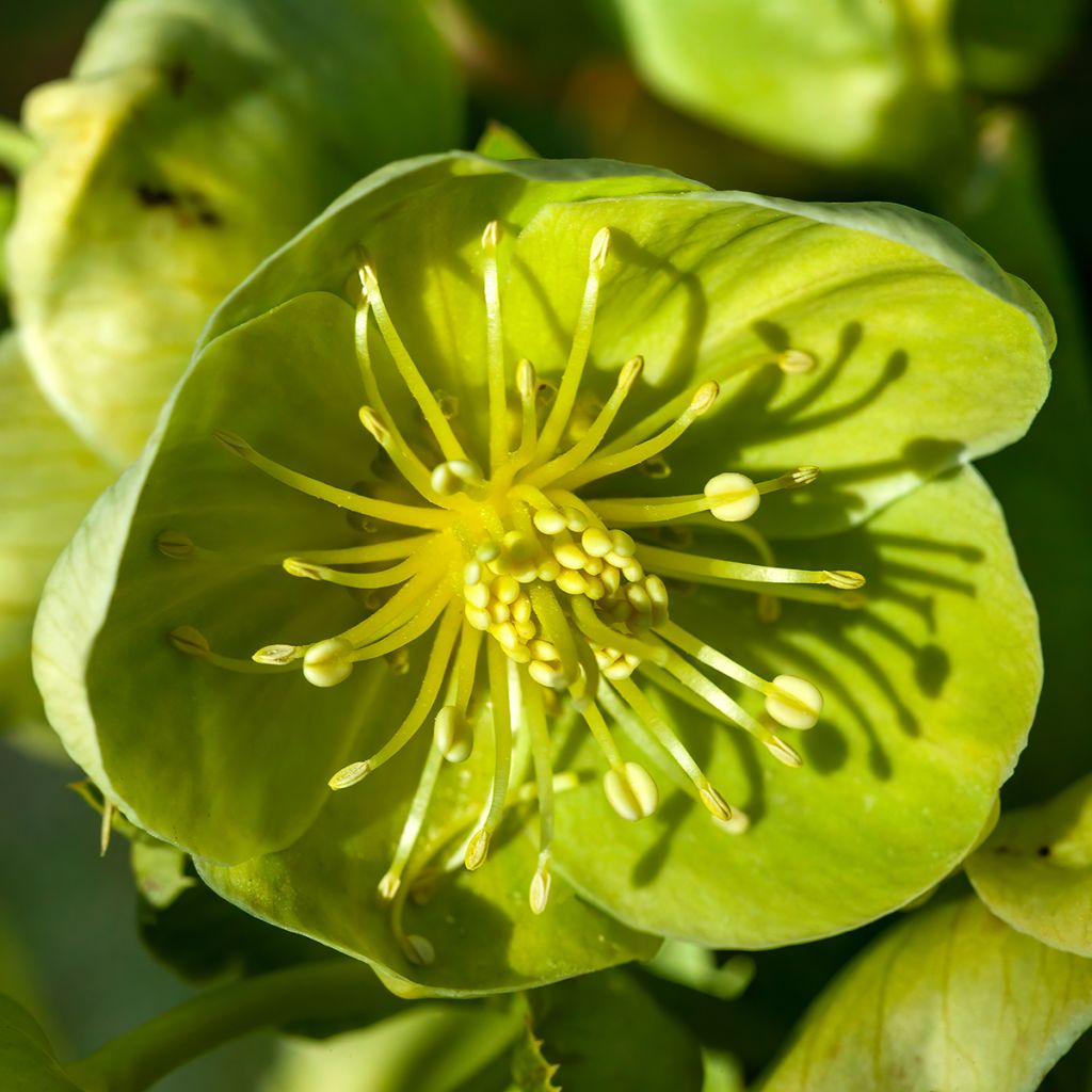 Helleborus sternii Remi - Elleboro