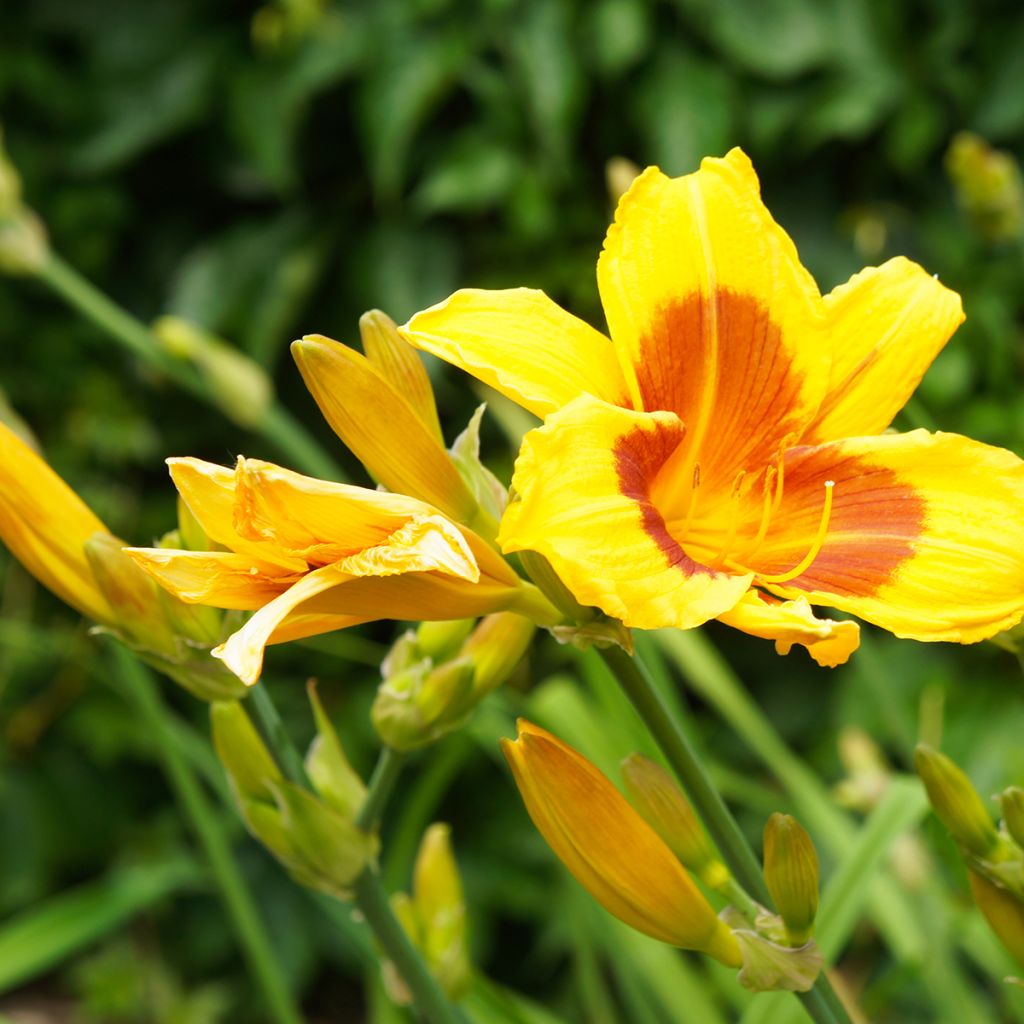 Hemerocallis Black Eyed Susan - Emerocallide