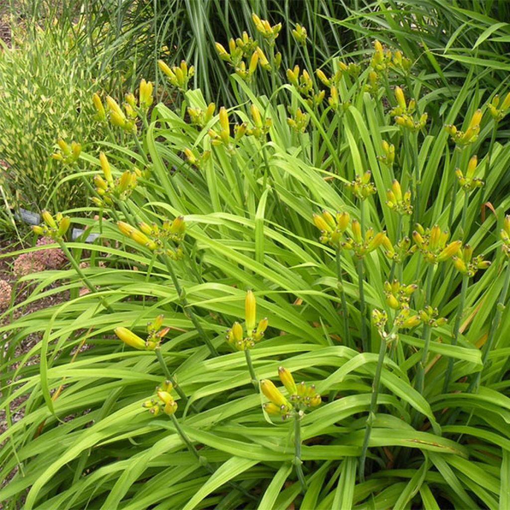 Hemerocallis Chardonnay - Emerocallide