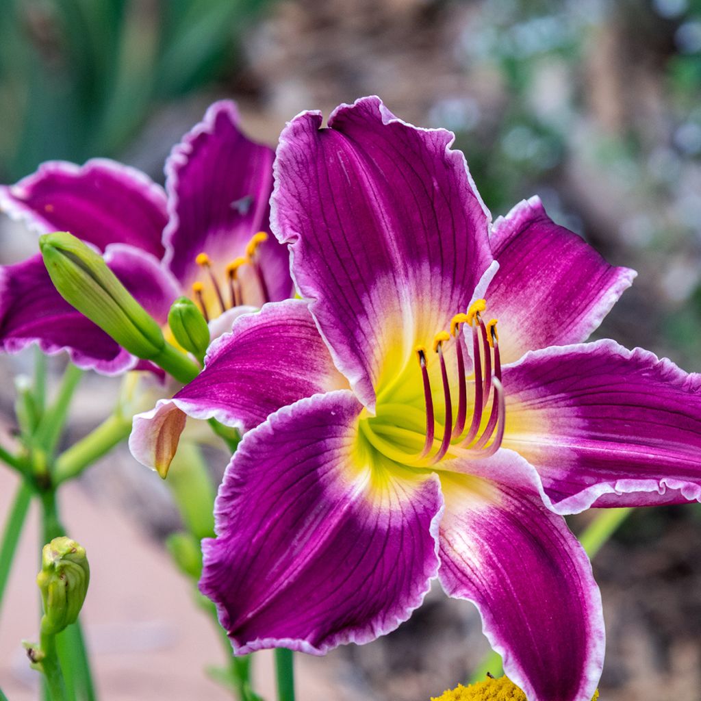 Hemerocallis Indian Giver - Emerocallide
