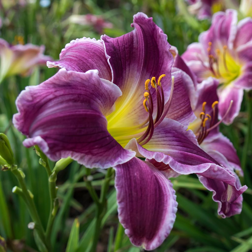 Hemerocallis Indian Giver - Emerocallide