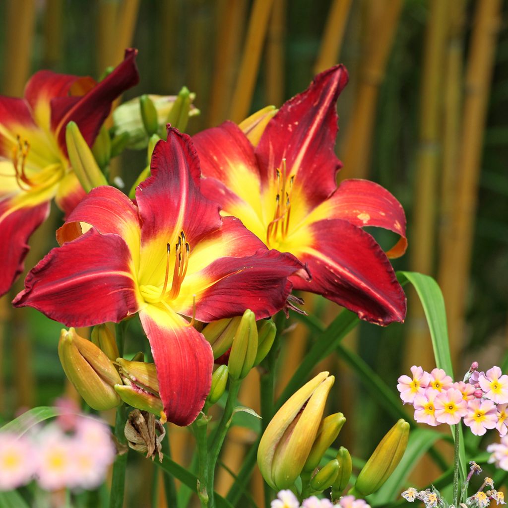Hemerocallis Ruby Spider - Emerocallide