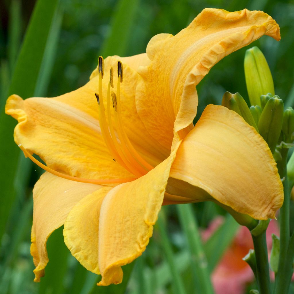 Hémérocalle Ruffled Apricot