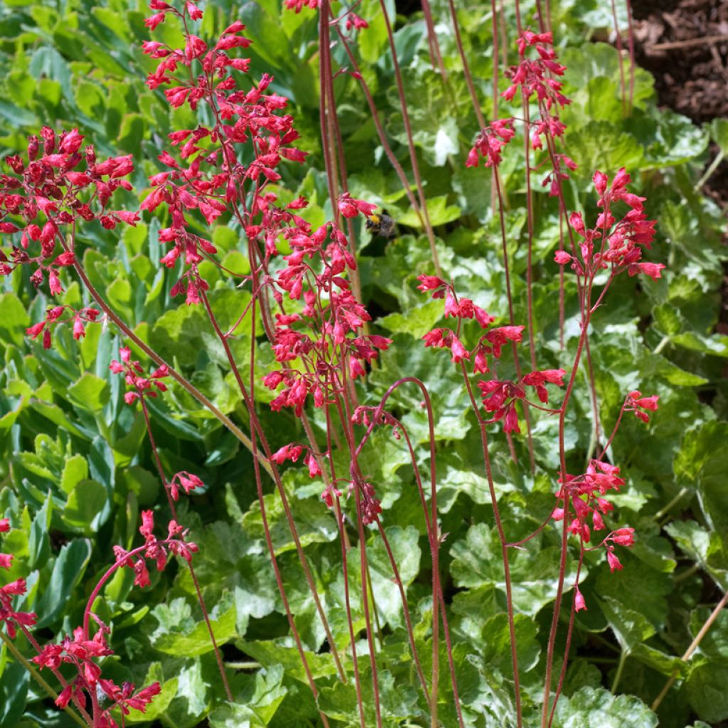 Heuchera sanguinea Snow Storm