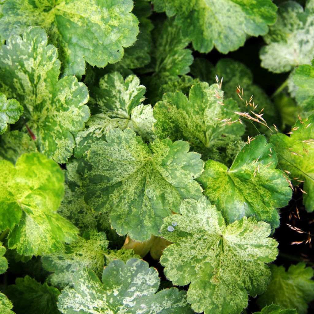 Heuchera sanguinea Snow Storm
