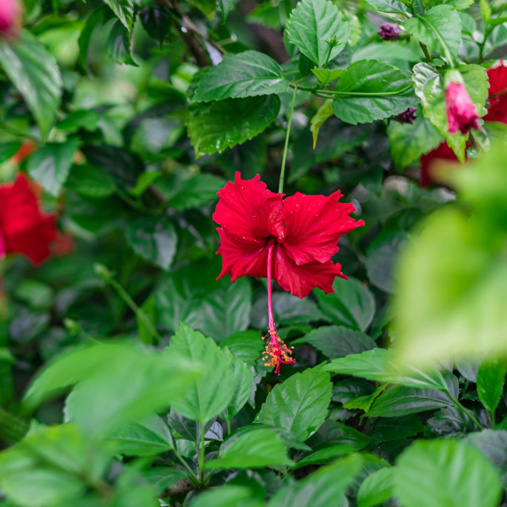 Hibiscus rosa-sinensis - Ibisco