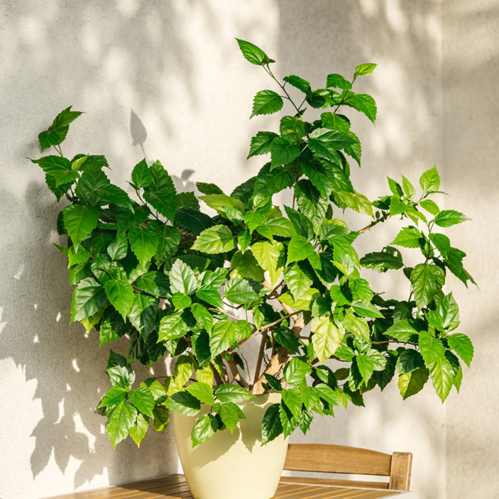 Hibiscus rosa-sinensis - Ibisco