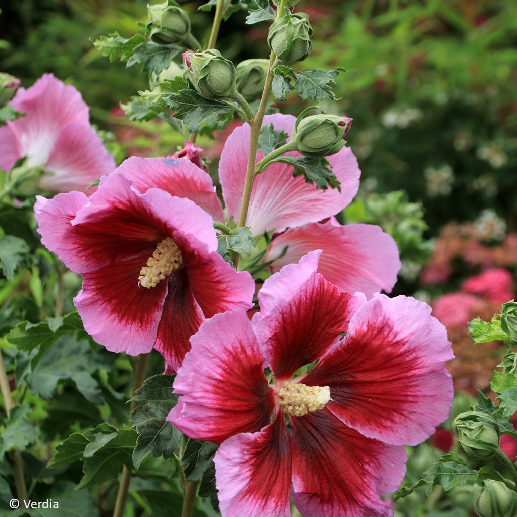 Hibiscus syriacus Hibisa Cocktail - Ibisco