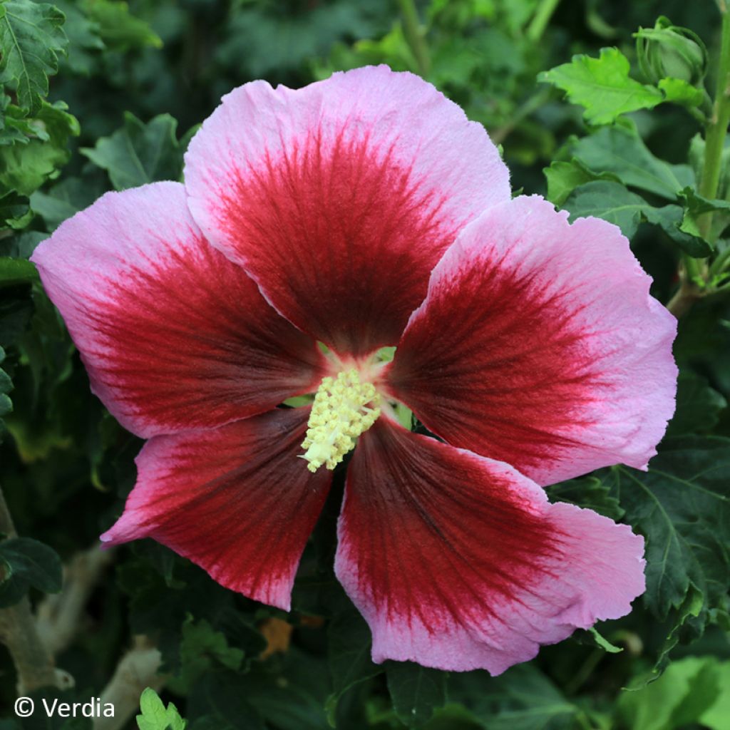 Hibiscus syriacus Hibisa Cocktail - Ibisco