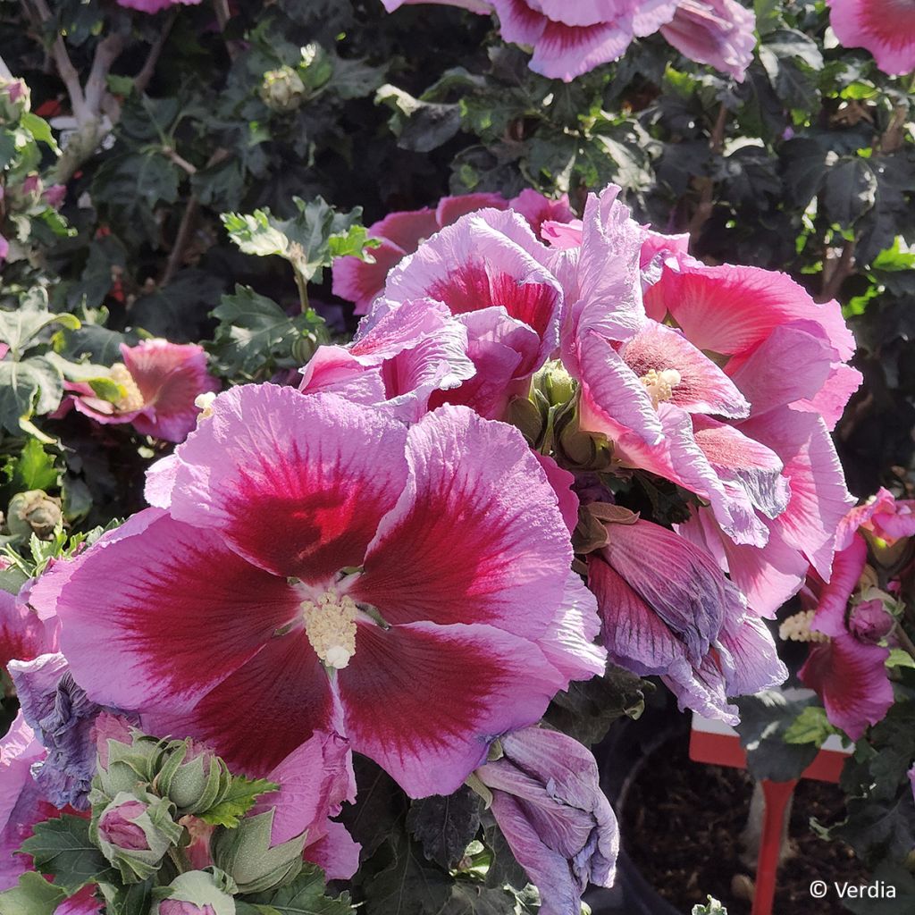 Hibiscus syriacus Hibisa Cocktail - Ibisco