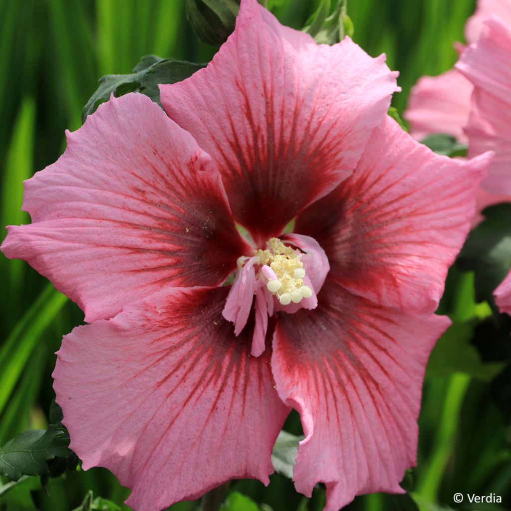 Hibiscus syriacus Hibisa Rosada - Ibisco