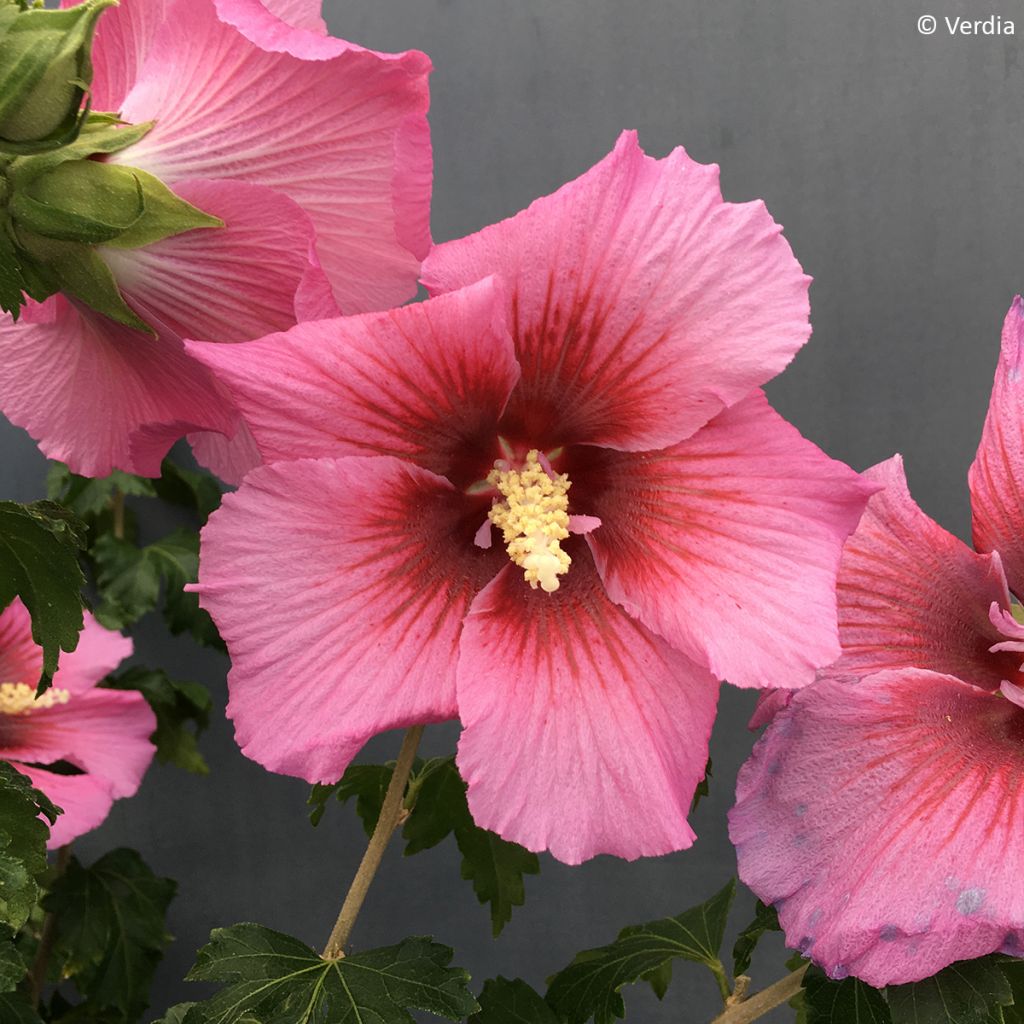 Hibiscus syriacus Hibisa Rosada - Ibisco