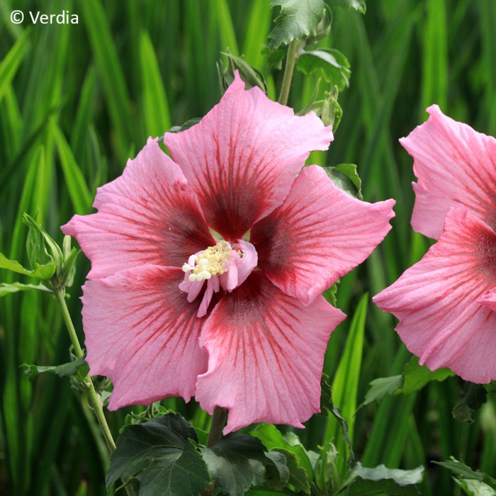 Hibiscus syriacus Hibisa Rosada - Ibisco
