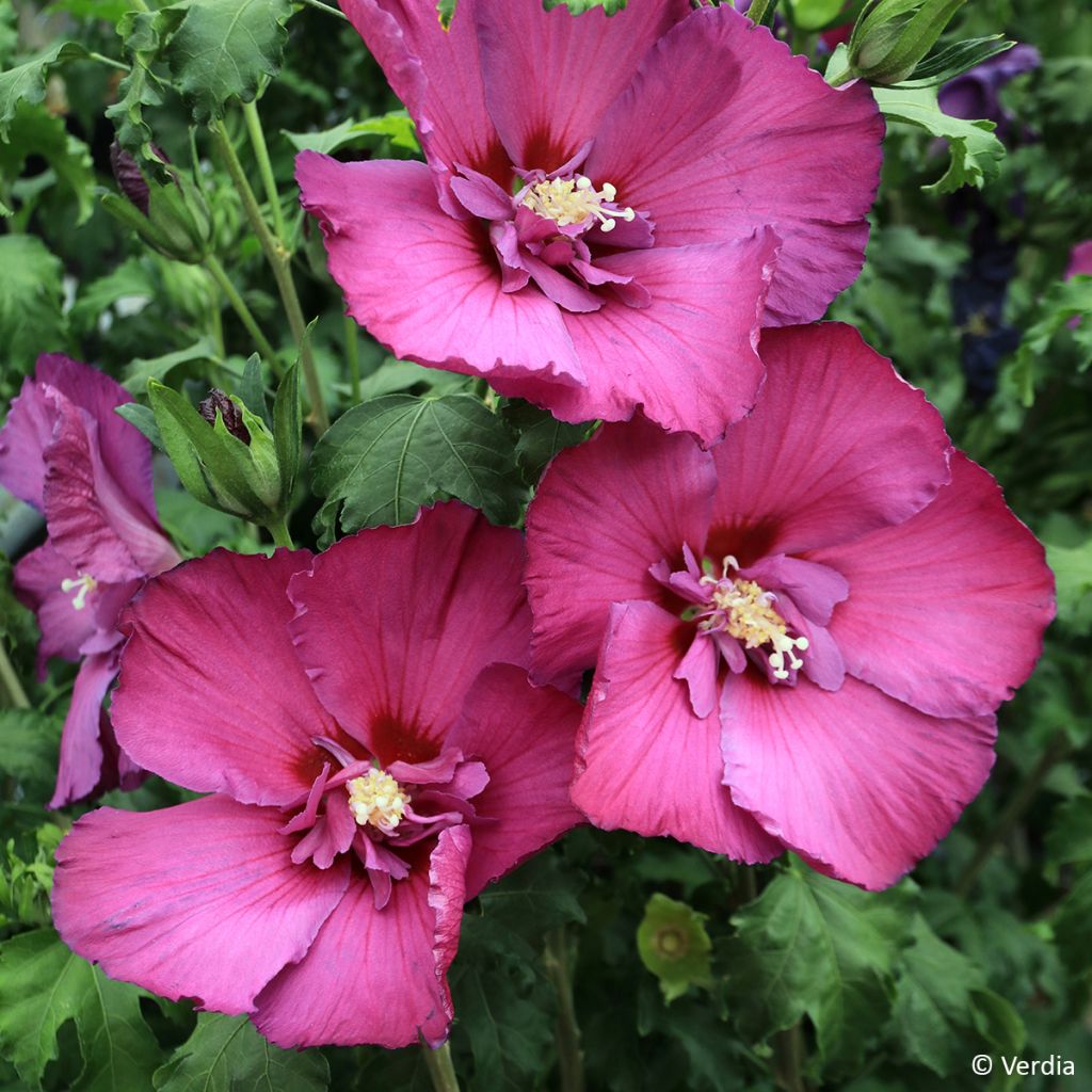 Hibiscus syriacus Hibisa Sangria - Ibisco