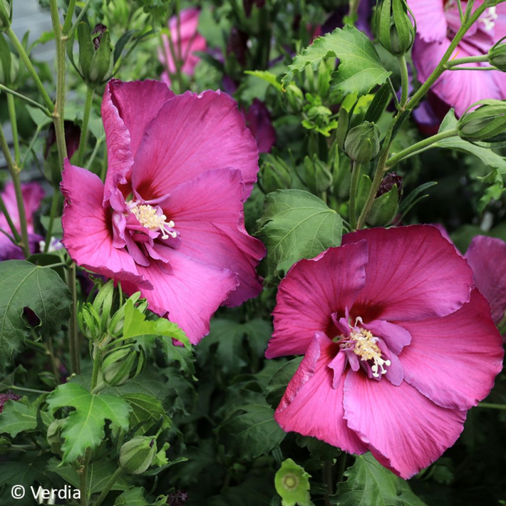 Hibiscus syriacus Hibisa Sangria - Ibisco