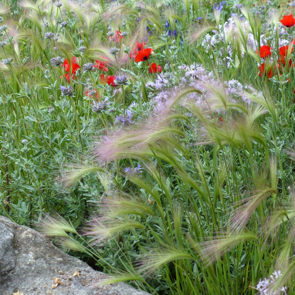 Hordeum jubatum (semi) - Orzo a criniera