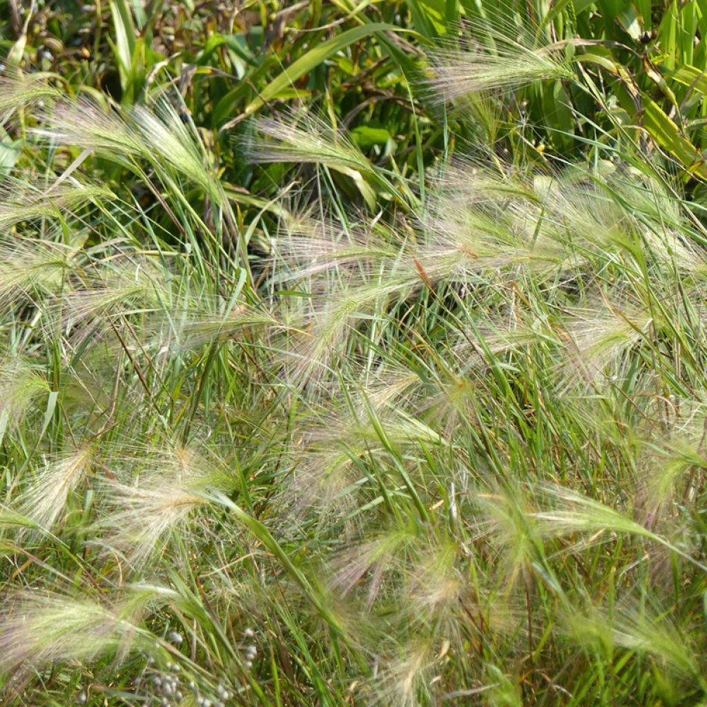 Hordeum jubatum (semi) - Orzo a criniera
