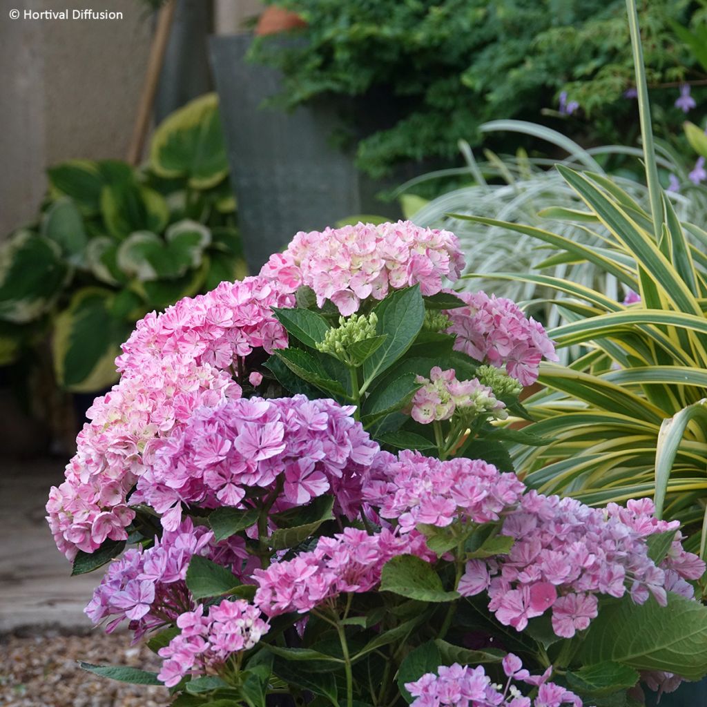 Hydrangea macrophylla Pinky Binder - Ortensia