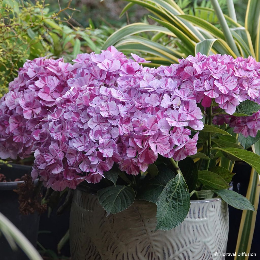 Hydrangea macrophylla Pinky Binder - Ortensia