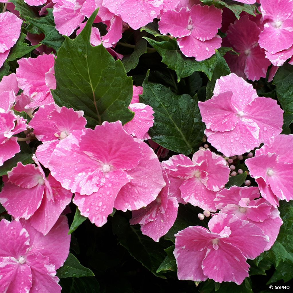 Hydrangea macrophylla So Long Starlit Sky - Ortensia
